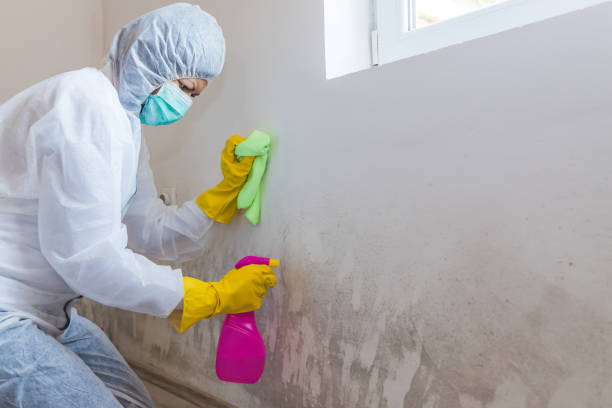 Reliable Sumrall, MS Mold Removal Solutions